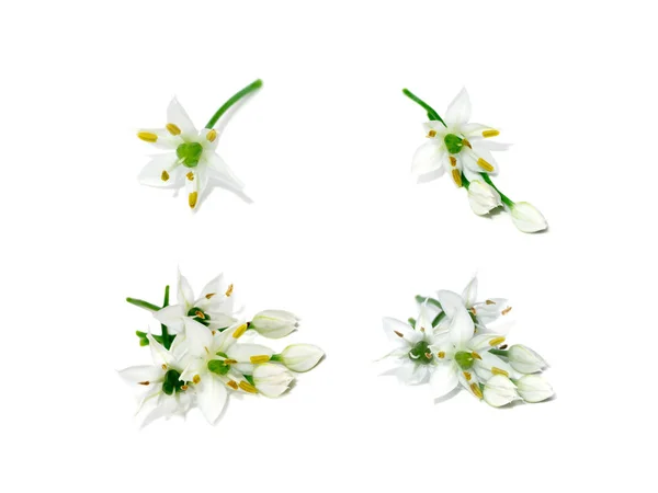 Zamknij Chiński Chive Kwiat Białym Tle Nazwa Naukowa Allium Tuberosum — Zdjęcie stockowe