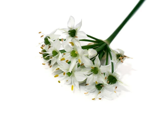 Chinesischer Schnittlauch Großaufnahme Auf Weißem Hintergrund Wissenschaftlicher Name Allium Tuberosum — Stockfoto