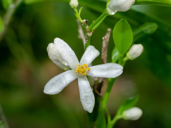 Цветы Лайма Закройте Ветвях Размытом Фоне Научное Название Citrus Aurantifolia — стоковое фото