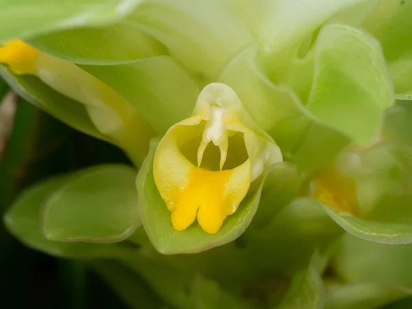 Close Turmaric Flower Blur Background Scietific Name Curcuma Longa — Stock Photo, Image