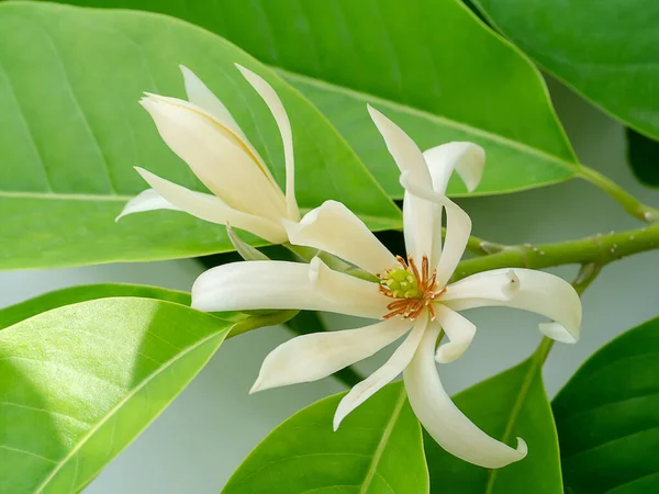 Close White Chempaka Flower Tree Blatt Background Wissenschaftlicher Name Michelia — Stockfoto