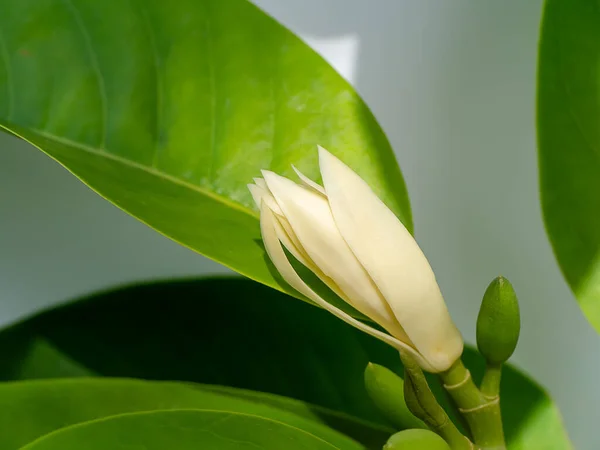 Close Fiore Chempaka Bianco Albero Con Sfondo Foglia Nome Scientifico — Foto Stock