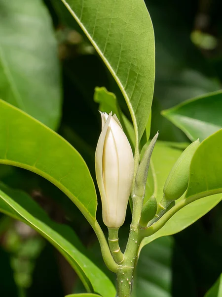 Закройте Белый Цветок Чемпаки Дереве Фоне Листьев Научное Название Michelia — стоковое фото
