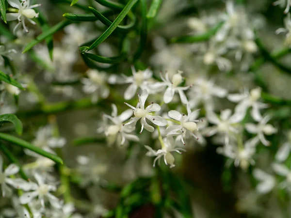 Nahaufnahme Blume Von Shatavari Pflanze Auf Verschwommenem Hintergrund Wissenschaftlicher Name — Stockfoto