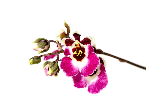 Close Oncidium Orchid Flower White Background Scientific Name Oncidium Altissimum — Fotografia de Stock