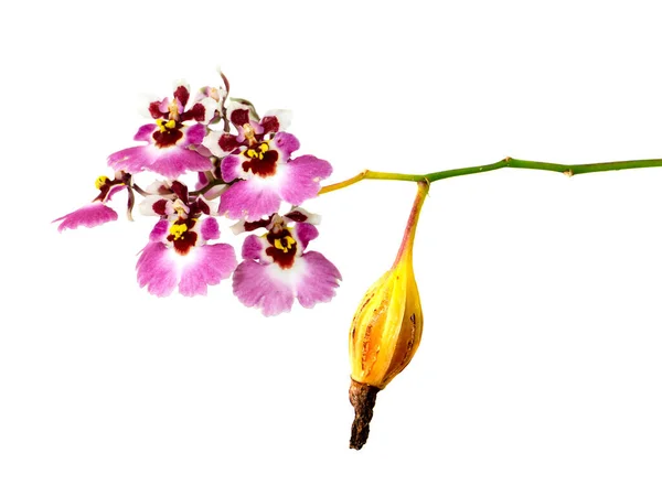 Close Oncidium Orchid Flower Fruit White Background Scientific Name Oncidium — Stock Photo, Image