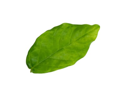 Beyaz arap yasemin çiçeğine yakın beyaz arka planda kırpma yolu olan yapraklar. (Bilimsel adı Jasminum Sambac (L.) Aiton)