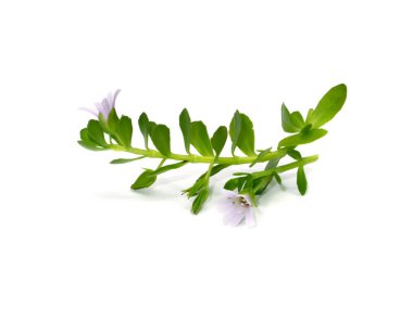 Close up Brammi leaf and flower with soft shadow on white background, Is a herb that helps in the treatment of dementia. (Scientific name Bacopa monnieri) clipart