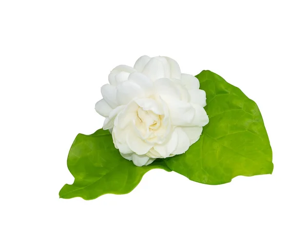 闭合的白色阿拉伯茉莉花 叶背白色 有剪枝路径 科学名称Jasminum Sambac — 图库照片