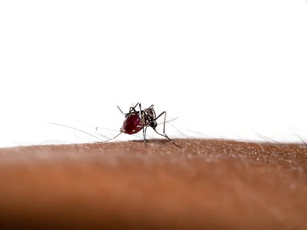 Zblízka Malé Komáry Sají Krev Kůži Vědecký Název Aedes Aegypti — Stock fotografie