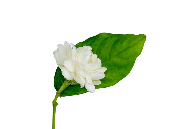 Zbliżenie Białego Kwiatu Jaśminu Arabskiego Liśćmi Białym Tle Ścieżką Wycinania — Zdjęcie stockowe