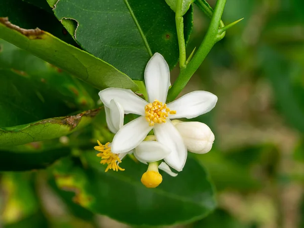 Zamknij Kwiat Limonki Gałęziach Rozmytym Tłem Plantacji Nazwa Naukowa Citrus — Zdjęcie stockowe