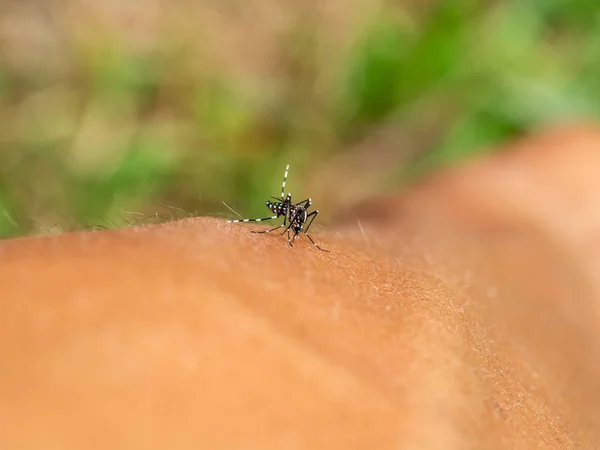 Zamknąć Mały Komar Skórze Rozmytym Tłem Nazwa Naukowa Aedes Aegypti — Zdjęcie stockowe