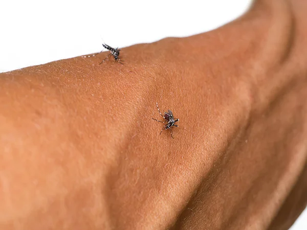 Закрыть Небольшой Комар Коже Размытым Фоном Научное Название Aedes Aegypti — стоковое фото