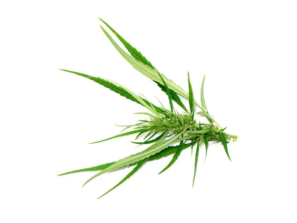 Close Green Marijuana Thai Stick Leaves Isolate White Background Scientific — Stock Photo, Image
