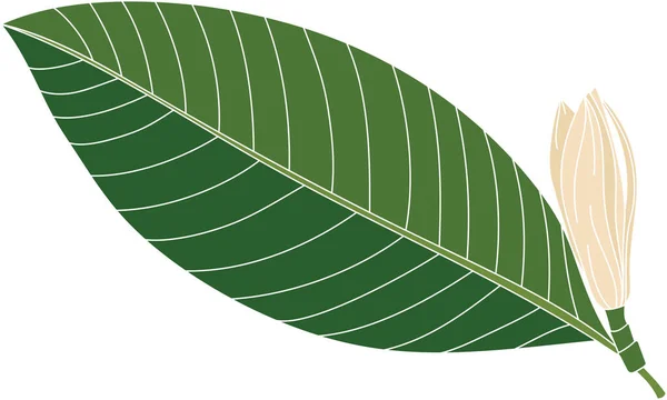 Resumen Flor Chempaka Con Hoja Sobre Fondo Blanco — Archivo Imágenes Vectoriales