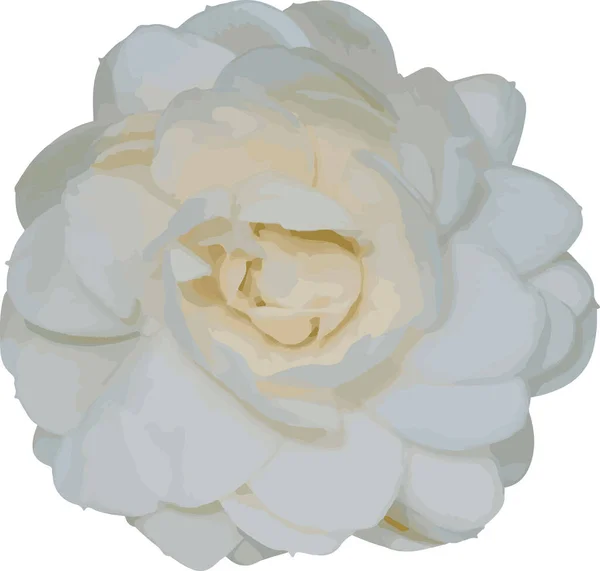 Abstract White Arabian Jasmine Flower White Background — Vetor de Stock