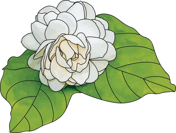 Абстракт Білої Аравійської Квітки Жасмину Листям Білому Тлі — стоковий вектор