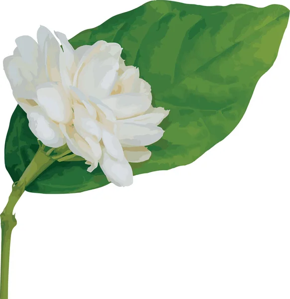 Abstract White Arabian Jasmine Flower Leaves White Background — Stock Vector