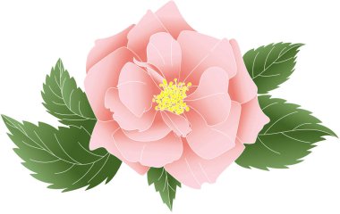 Beyaz arka planda yaprakları olan pembe gül çiçeği soyut.