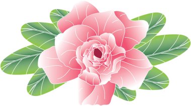 Çöl Gülü, Sahte Azalya, Pinkbignonia, Beyaz arka planda yaprakları olan İmpala zambağı çiçeği.