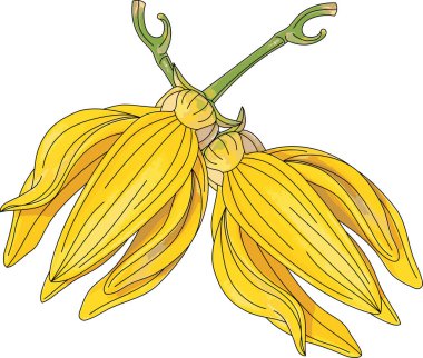 Ylang-ylang çiçeğine tırmanma soyut.