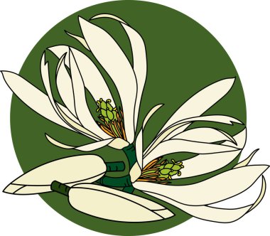 Yeşil çember arka planında çiçek açan Chempaka çiçeğinin soyutlaması