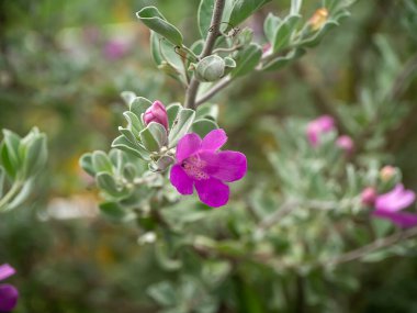 Ash Plant 'i, Barometre Fırça' yı, Mor Bilge 'yi, Teksas Korucusu çiçeğini ve bulanık arkaplanı kapatın. (Bilimsel adı Leucophyllum frutescens (Berl.) Johnson)