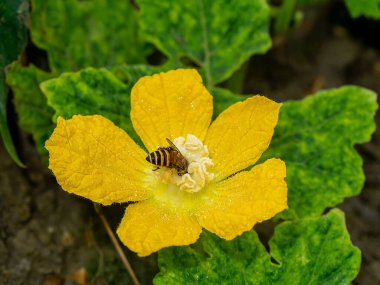 Karpuz çiçeğini böcekle kapatmak tozlaşmadır. (Bilimsel adı Benincasa hispida)