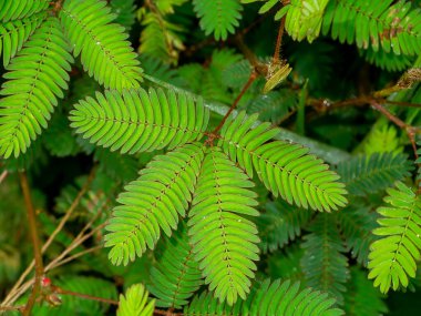 Hassas bitkilere, uykulu bitkilere ya da bana dokunma ağacına yakın dur. (Bilimsel adı Mimosa pudica)