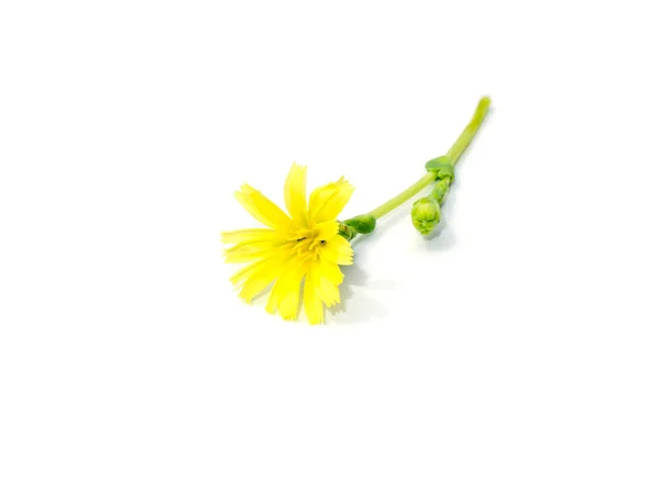 Close Flores Amarelas Alface Sobre Fundo Branco — Fotografia de Stock