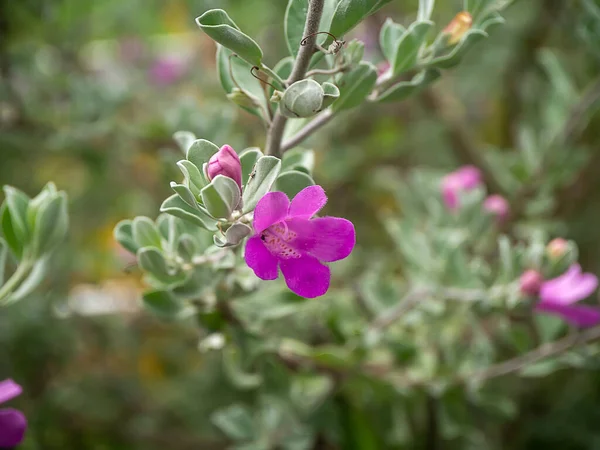 Close Ash Plant Barometer Brush Purple Sage Texas Ranger Flower — Photo