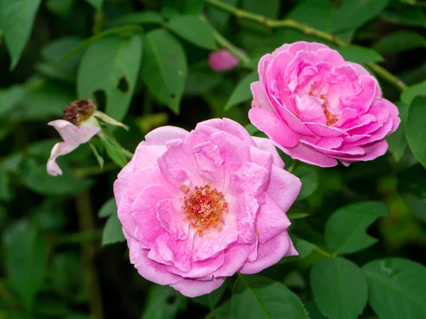 Close Pink Rose Flower Blur Background Scientific Name Rosa Damascena — Stockfoto