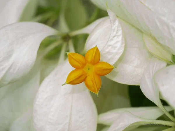 Zavřít Doňa Květina Bílými Listy Vědecký Název Mussaenda Philippica — Stock fotografie