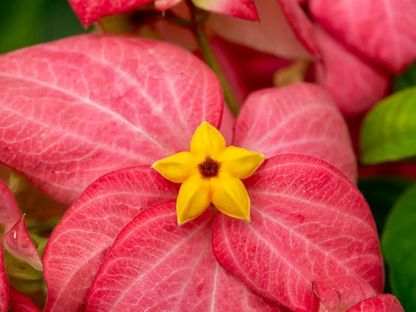 Close Dona Flower Pink Leaves Scientific Name Mussaenda Philippica — Stock Photo, Image