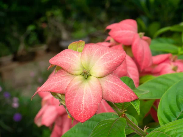 Close Dona Flower Pink Leaves Scientific Name Mussaenda Philippica — Zdjęcie stockowe