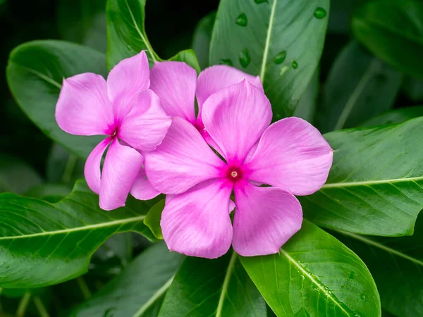 Close Cape Periwinkle Bringht Eye Indian Periwinkle Madagascar Periwinkle Flower — Stock Photo, Image