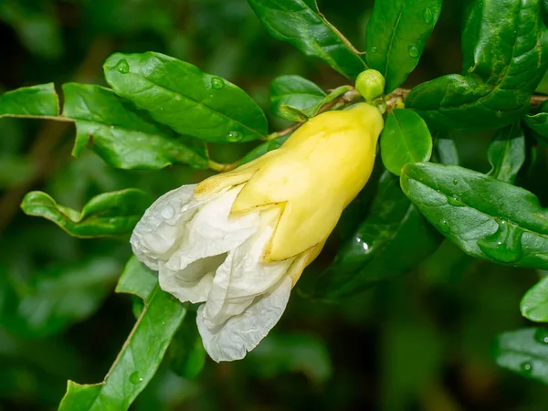 Close Pomegranate Punica Apple Flower Blur Background Scientific Name Punica — Stock Photo, Image