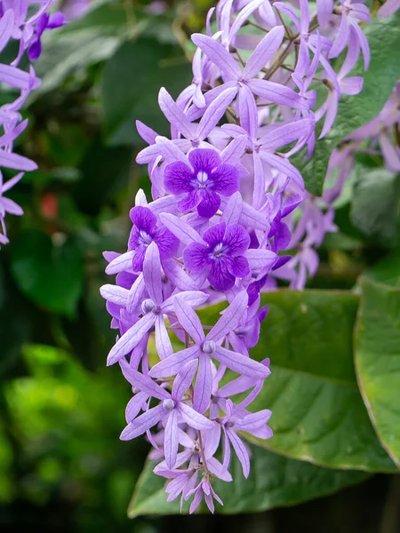 紫の花のサンドペーパーのつるの花の背景を閉じます 学名Petrea Volubilis — ストック写真