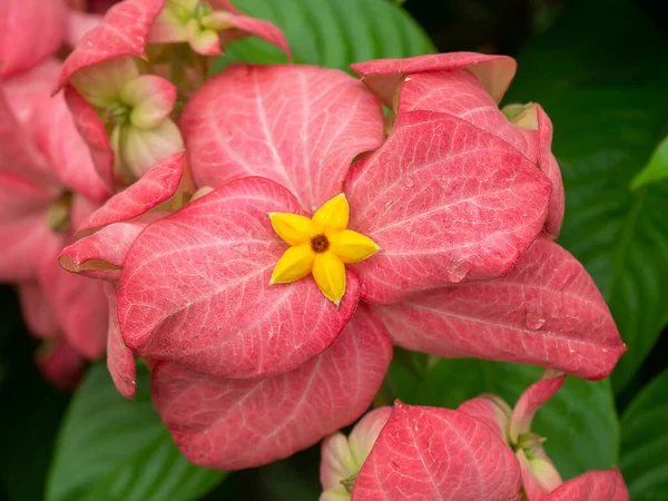 Close Dona Flower Pink Leaves Scientific Name Mussaenda Philippica — Stock Photo, Image