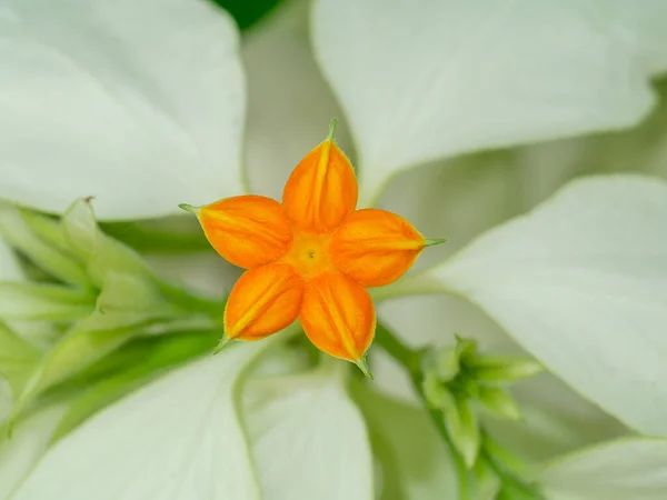 Закройте Желтый Цветок Доны Белыми Листьями Научное Название Mussaenda Philippica — стоковое фото