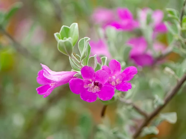 Close Ash Plant Barometer Brush Purple Sage Texas Ranger Flower — ストック写真