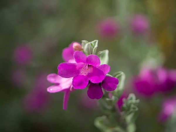 Close Ash Plant Barometer Brush Purple Sage Texas Ranger Flower — Foto Stock