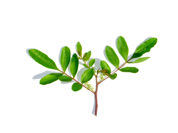 Close Brazilian Pepper Tree Leaf Shadow White Background Scientific Name — Stock Photo, Image