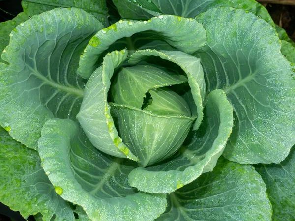 Close Fresh Long Lived Cabbage Water Drop Dew Leaves Backgroud — Stock Photo, Image