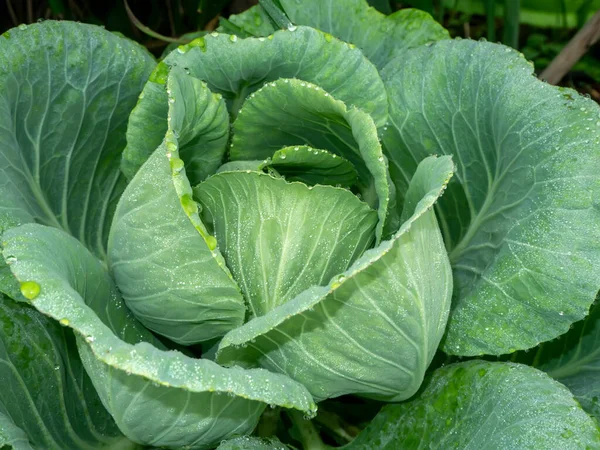 Close Fresh Long Lived Cabbage Water Drop Dew Leaves Backgroud — Stock Photo, Image