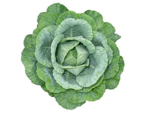 Close Fresh Long Lived Cabbage Water Drop Dew Isolate White — Stock Photo, Image