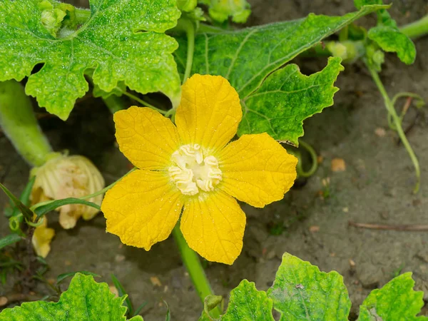 Primo Piano Fiore Melone Invernale Nome Scientifico Benincasa Hispida — Foto Stock