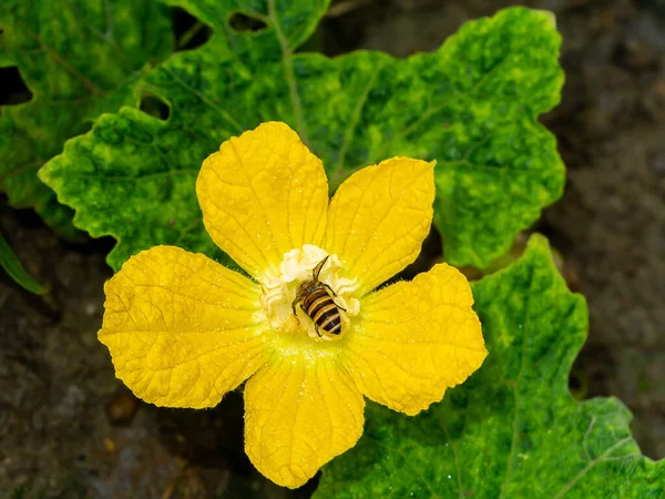 冬瓜花与昆虫的密切关系是授粉 学名Benincasa Hispida — 图库照片