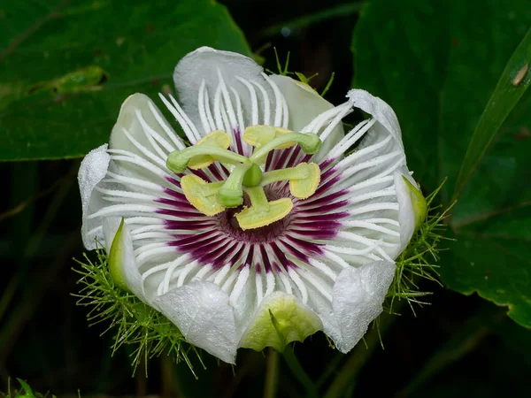 Close Jamaica Honey Suckle Passion Fruit Yellow Granadilla Flower Scientific — Stock Photo, Image